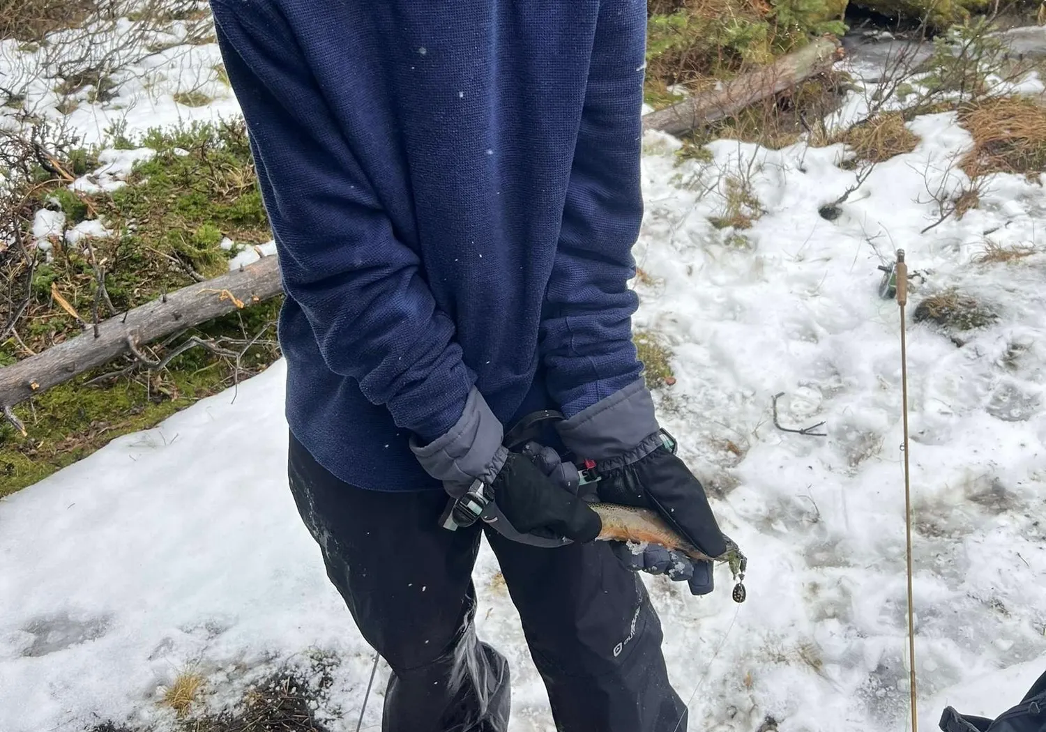 Westlope cutthroat trout