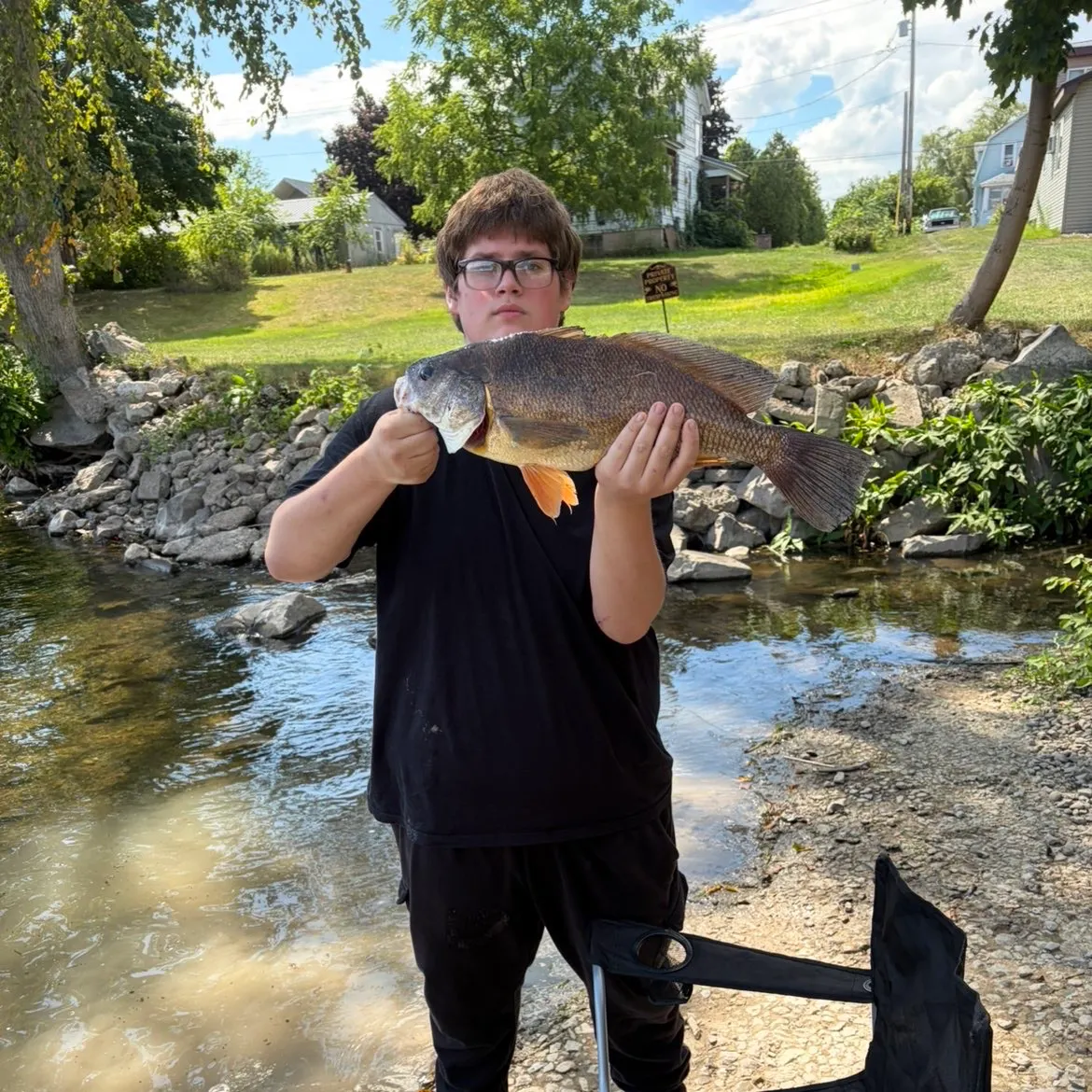 Freshwater drum caught on Fishbrain