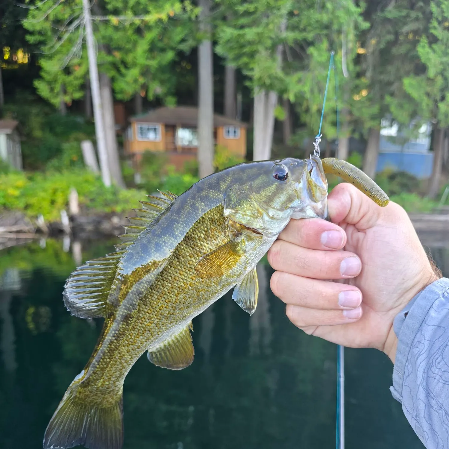 Smallmouth bass caught on Fishbrain