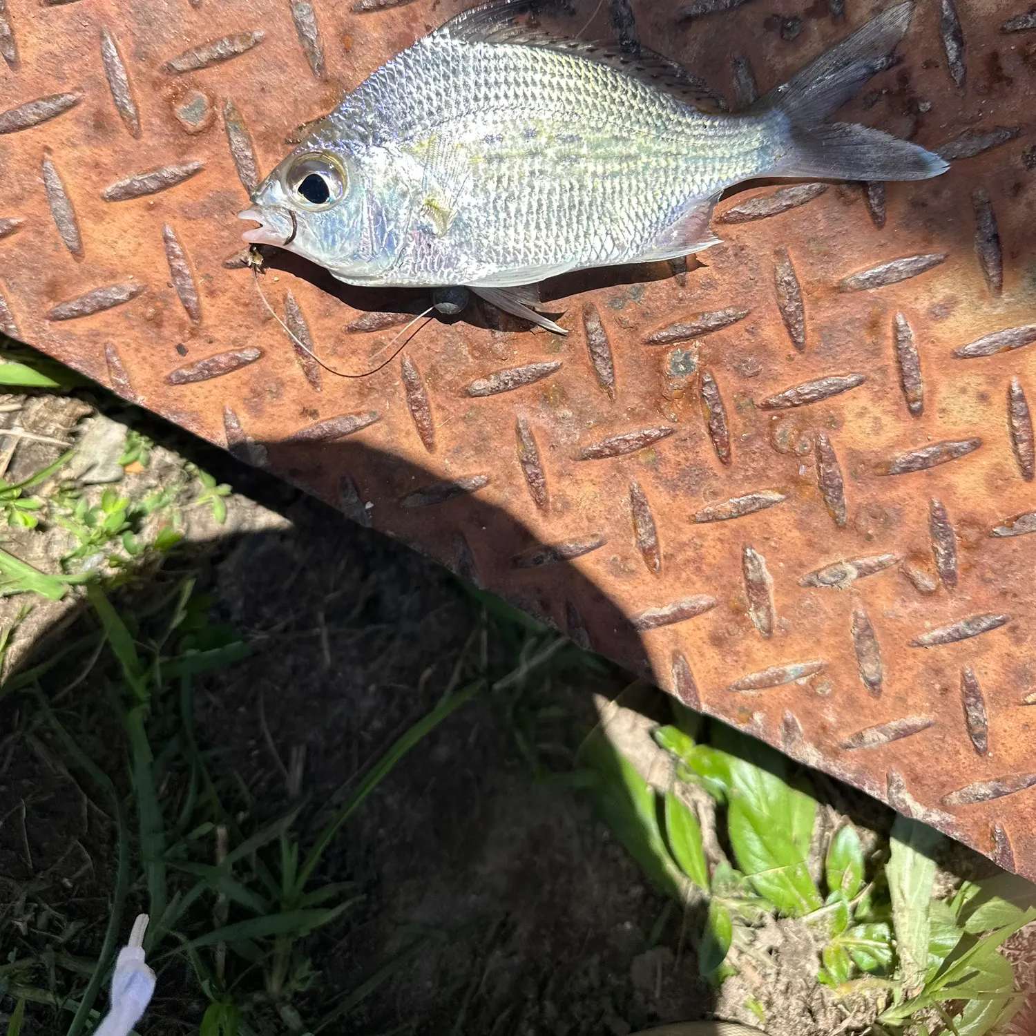 The most recent Palometa catches on Fishbrain