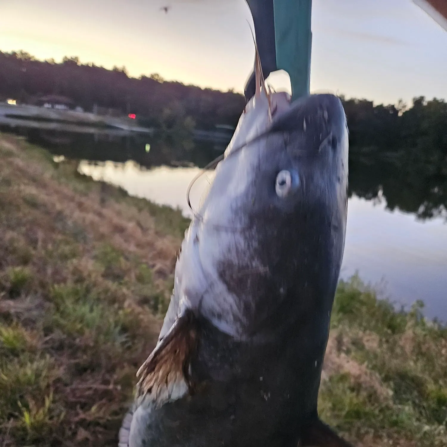 Blue catfish caught on Fishbrain