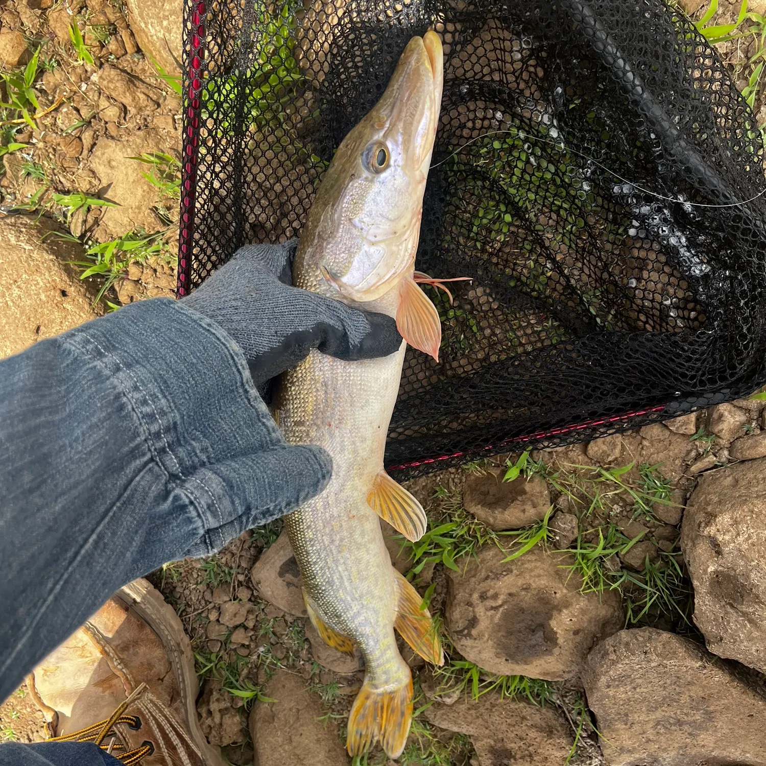 catch