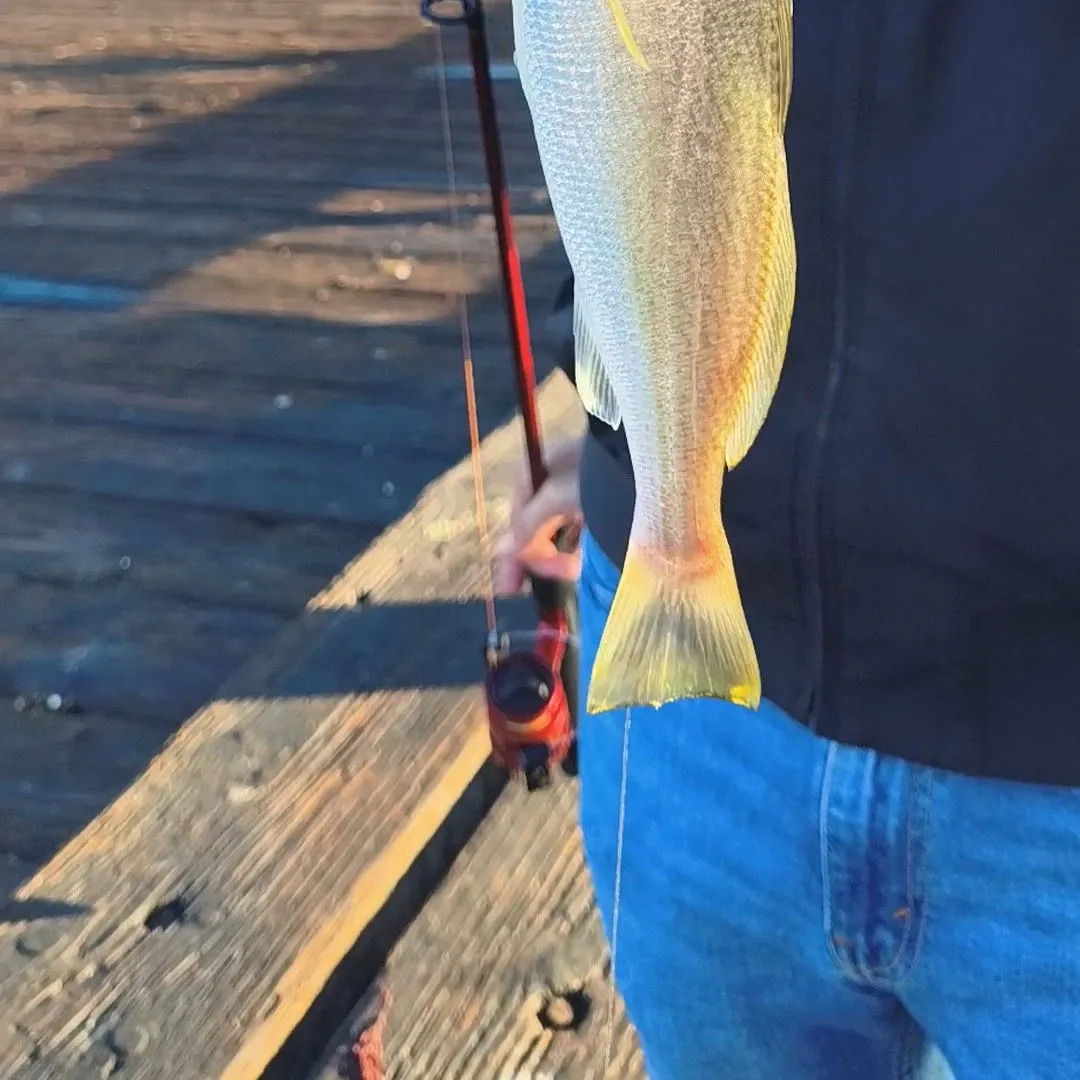 Yellowfin croaker caught on Fishbrain
