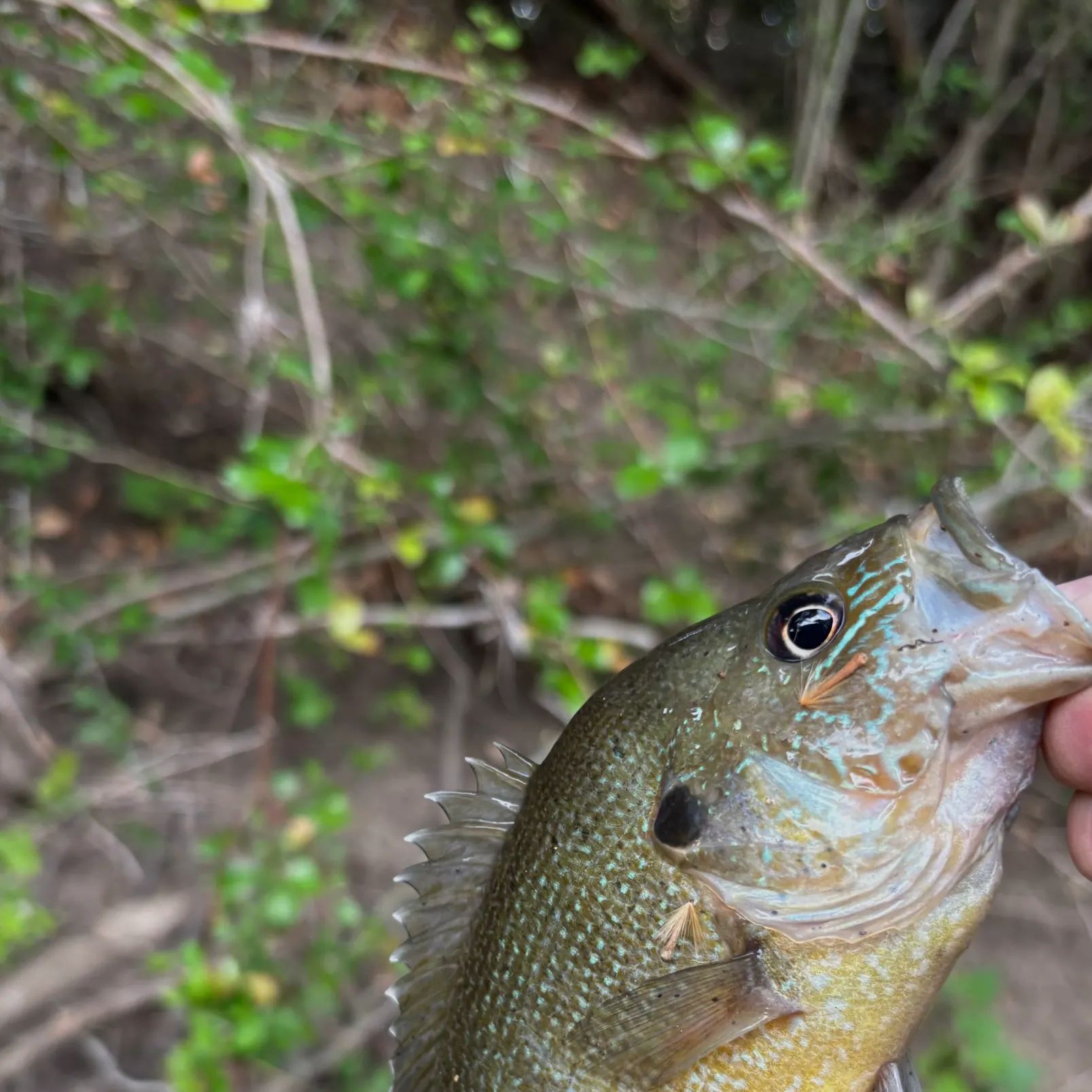 Green sunfish caught on Fishbrain