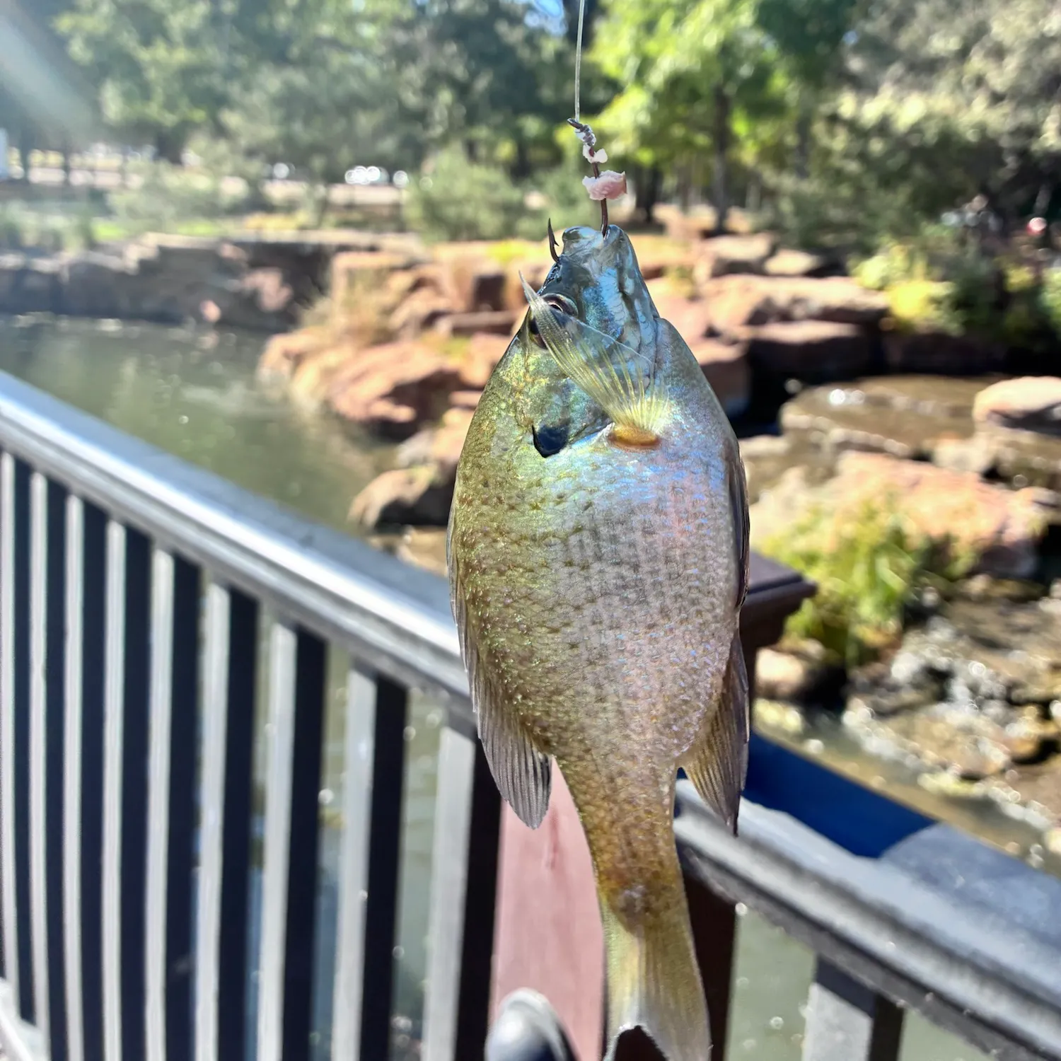 Bluegill caught on Fishbrain