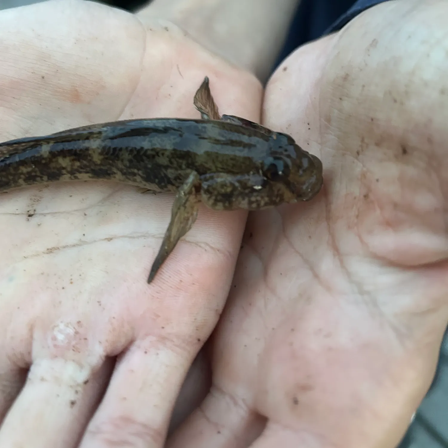 Round goby caught on Fishbrain