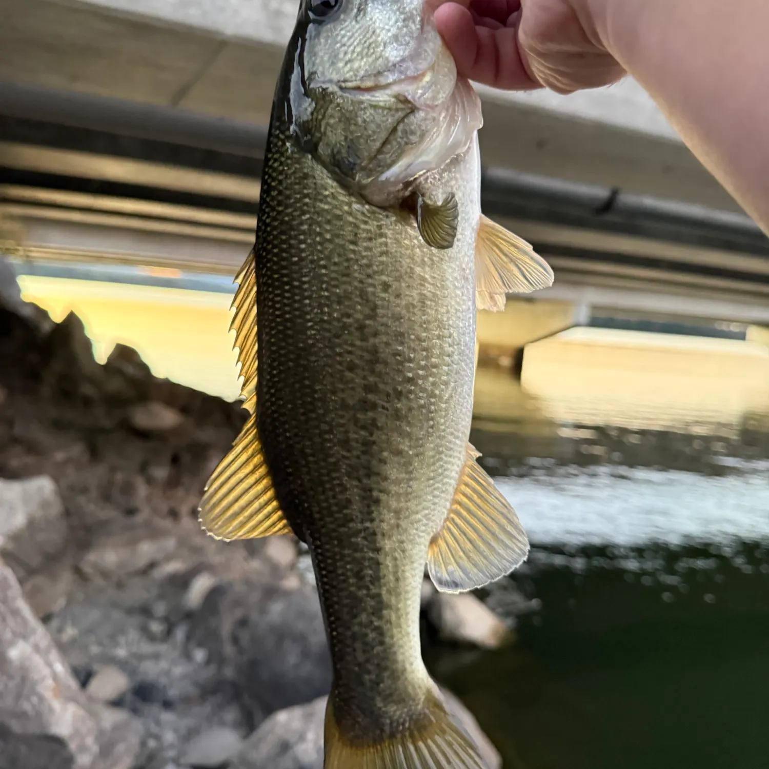 Largemouth bass caught on Fishbrain