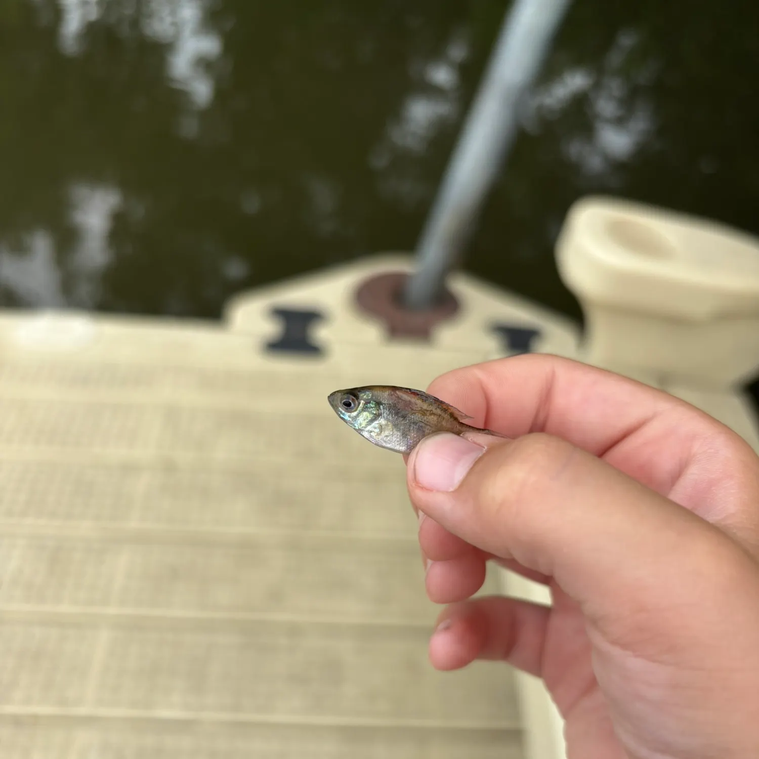 The most recent Brassy minnow catches on Fishbrain