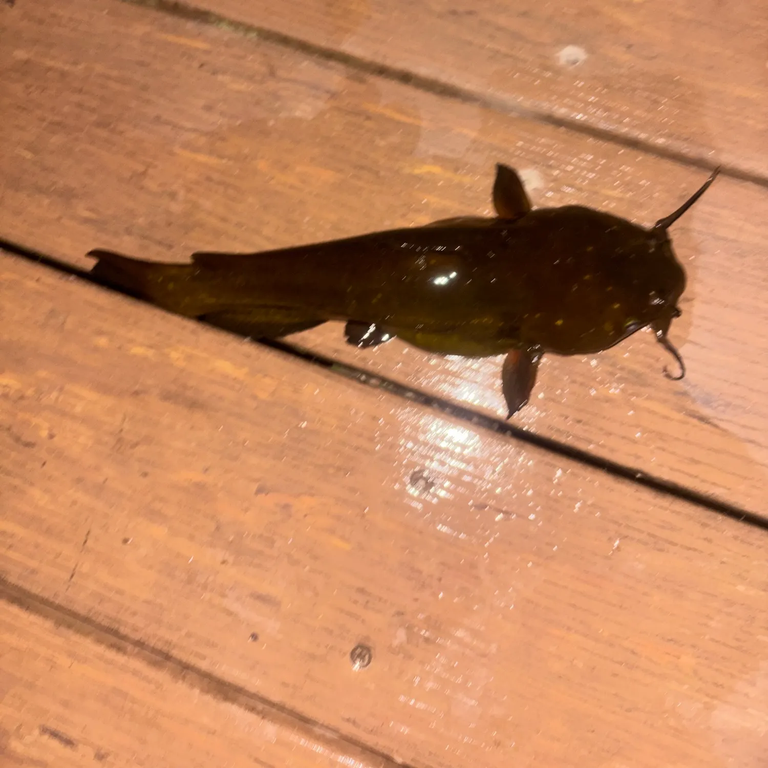 Yellow bullhead caught on Fishbrain