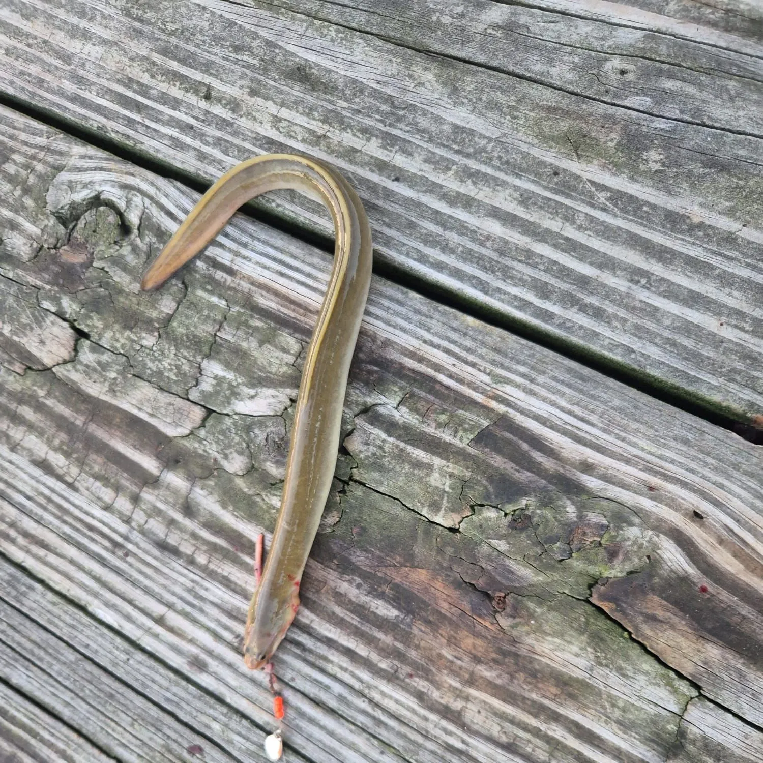 American eel caught on Fishbrain