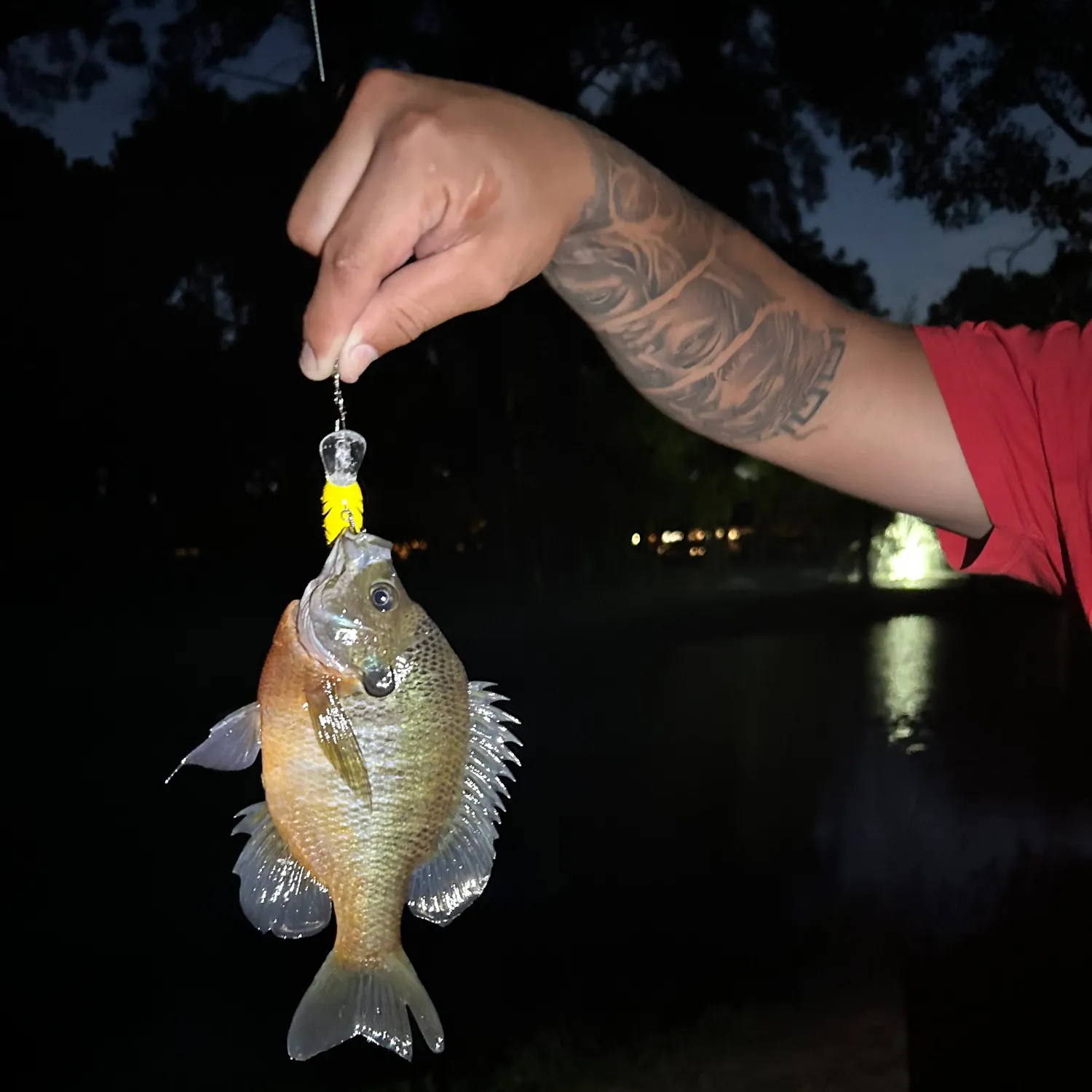 Bluegill caught on Fishbrain