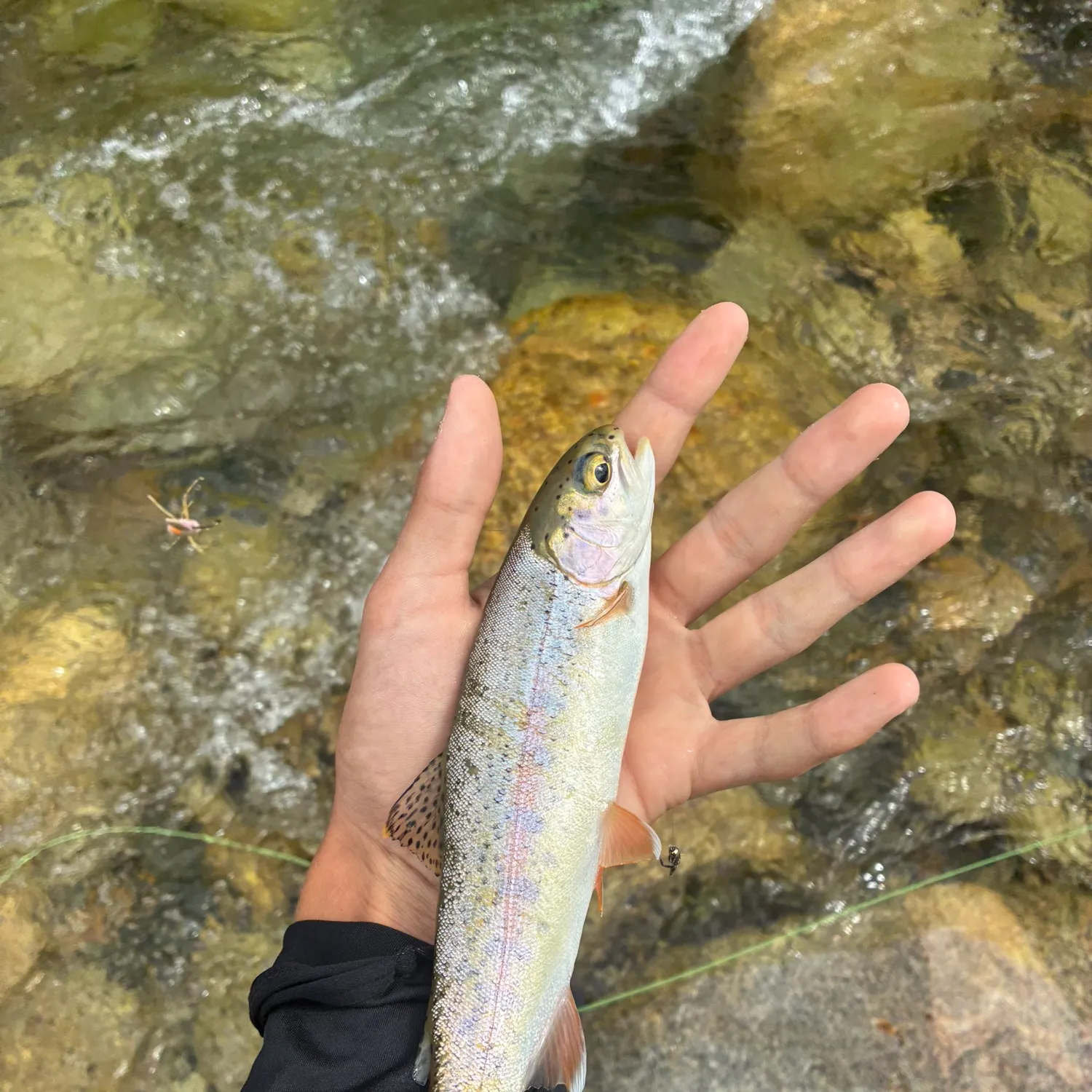 Rainbow trout caught on Fishbrain