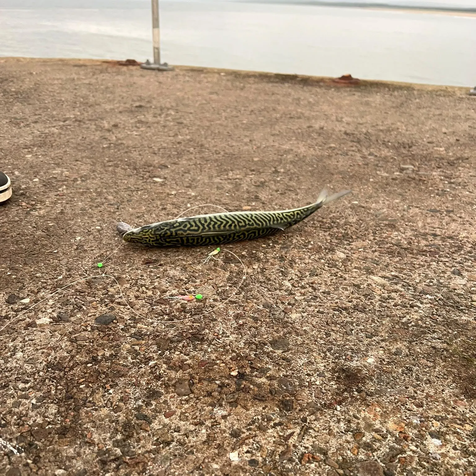 Fish caught on Fishbrain