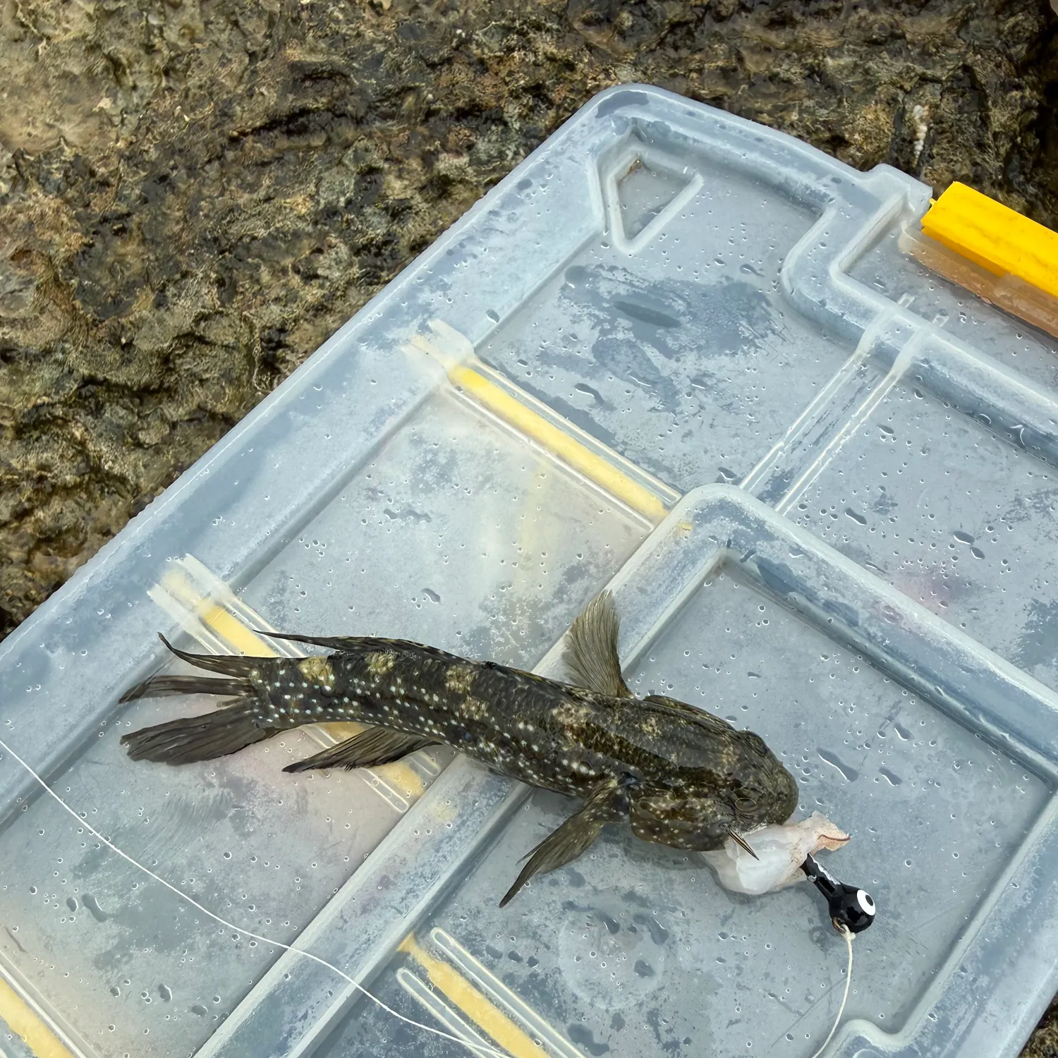 The most recent Whitespotted frillgoby catches on Fishbrain