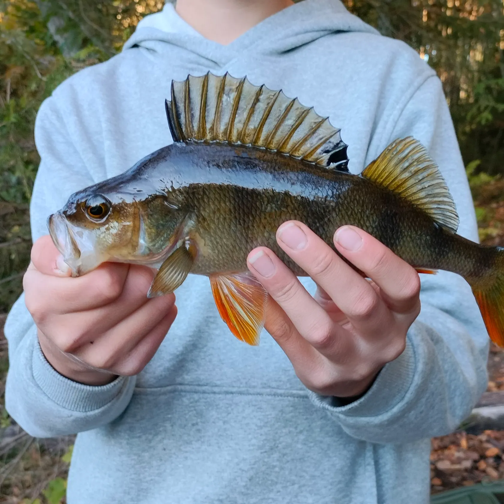 European perch caught on Fishbrain