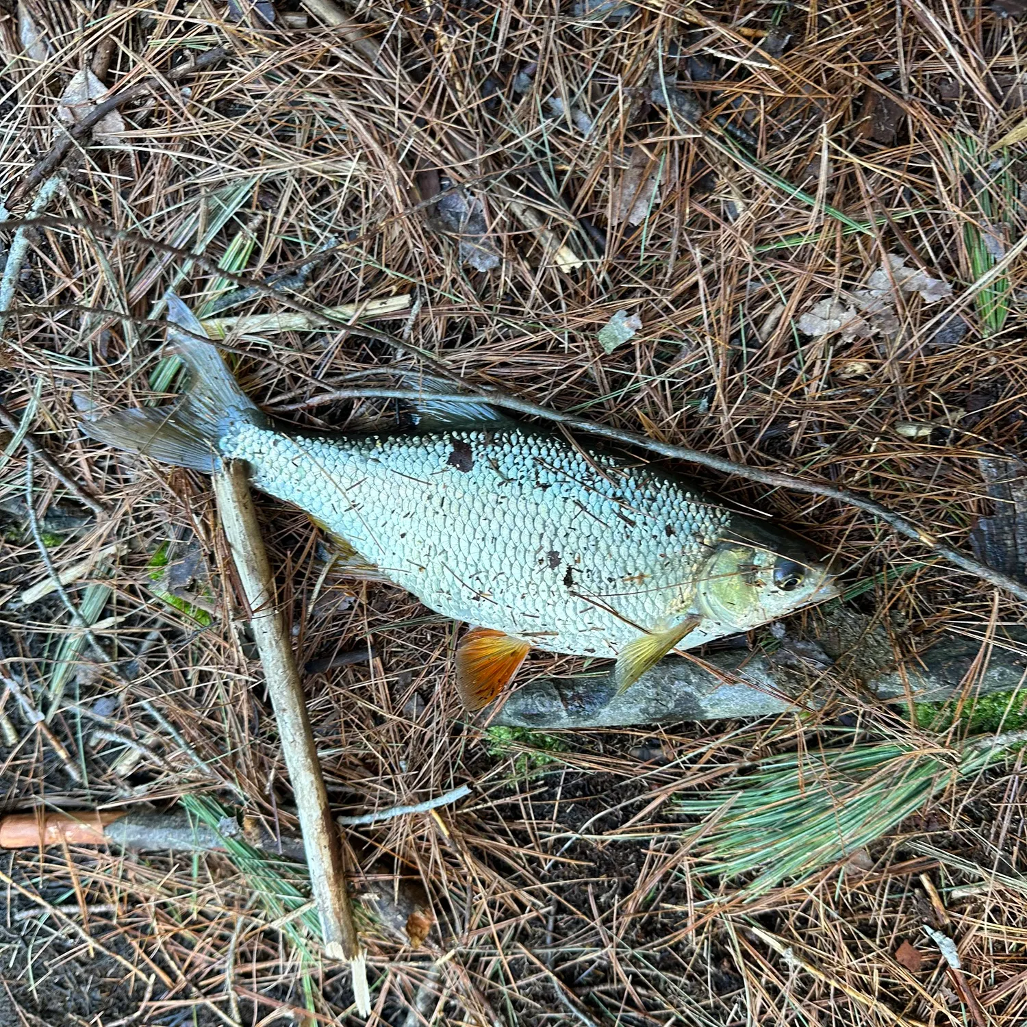 The most recent Common rudd catches on Fishbrain