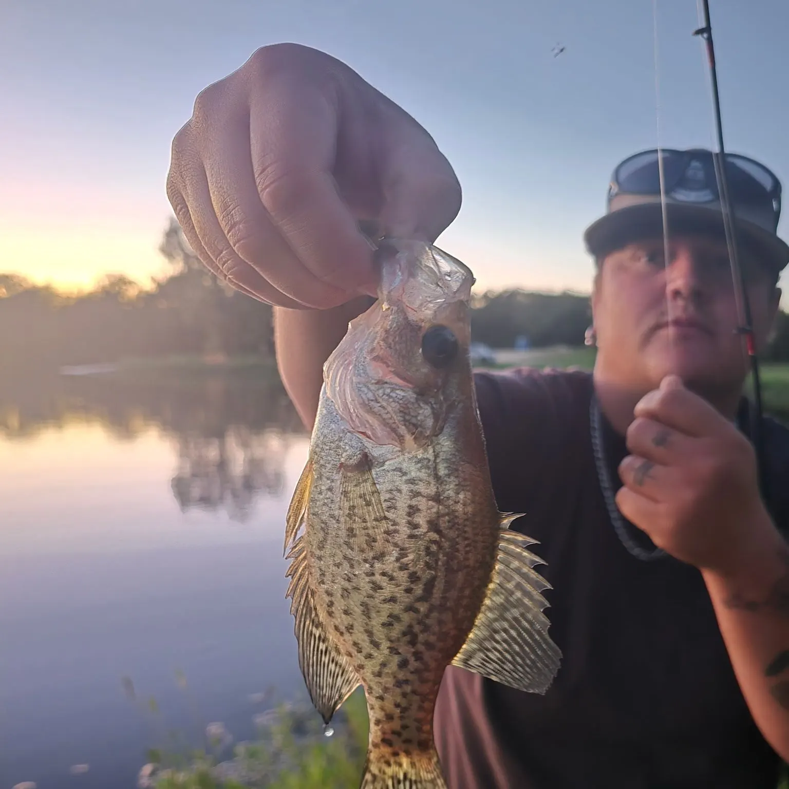 Black crappie caught on Fishbrain