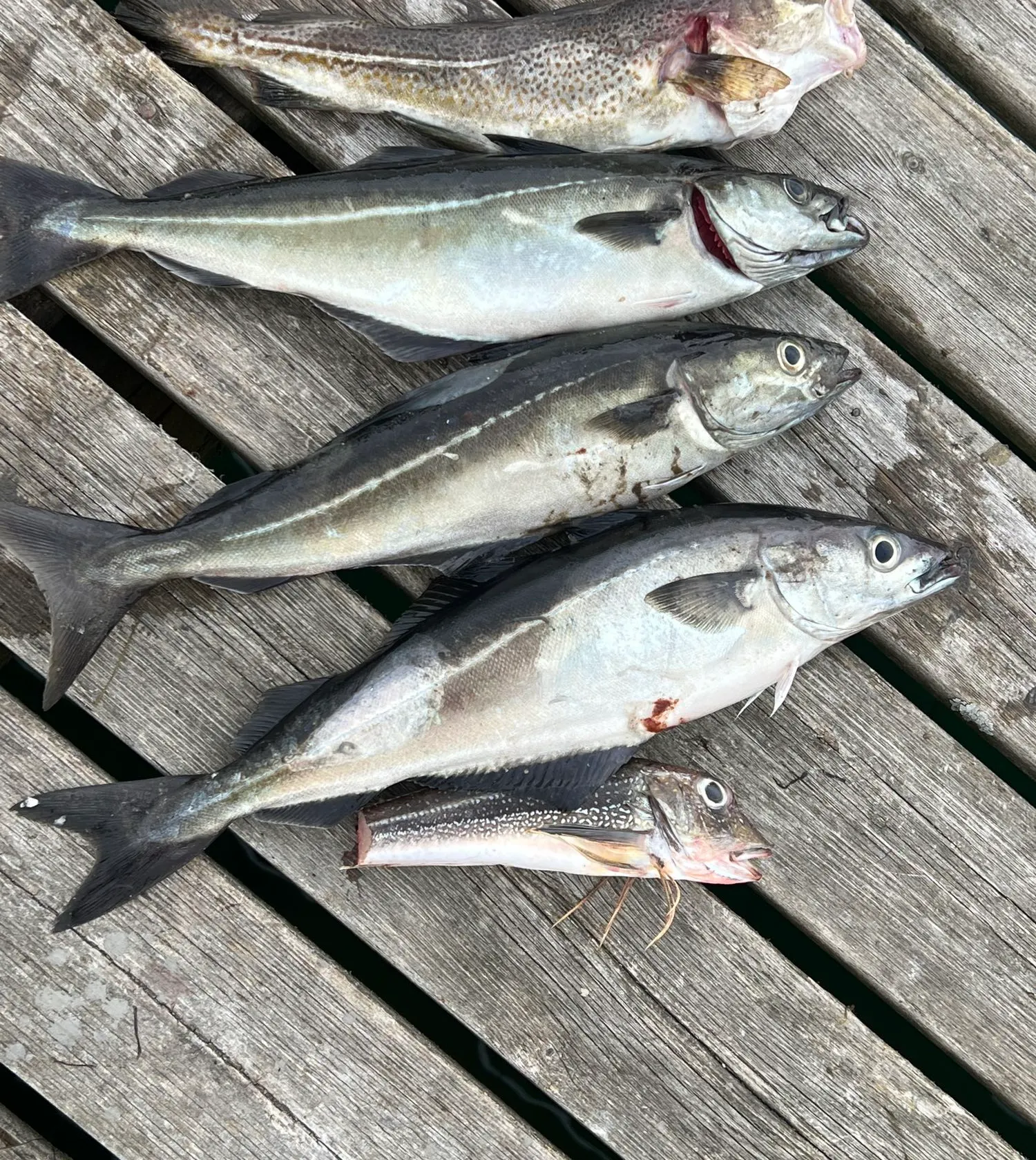 recently logged catches