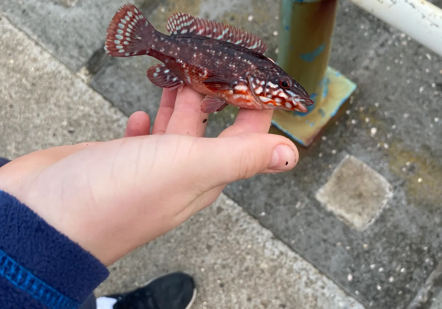 Ballan wrasse