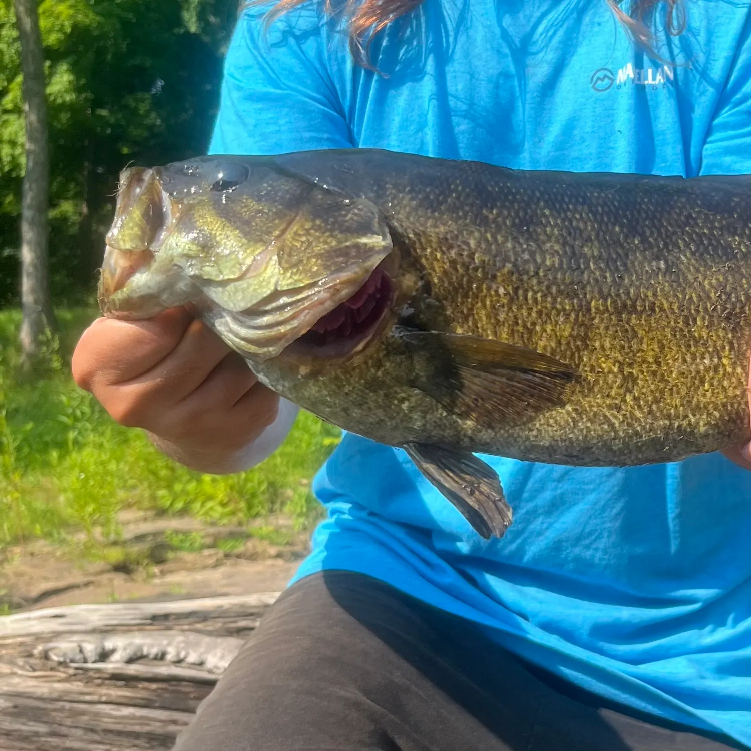 The most recent Smallmouth bass catches on Fishbrain