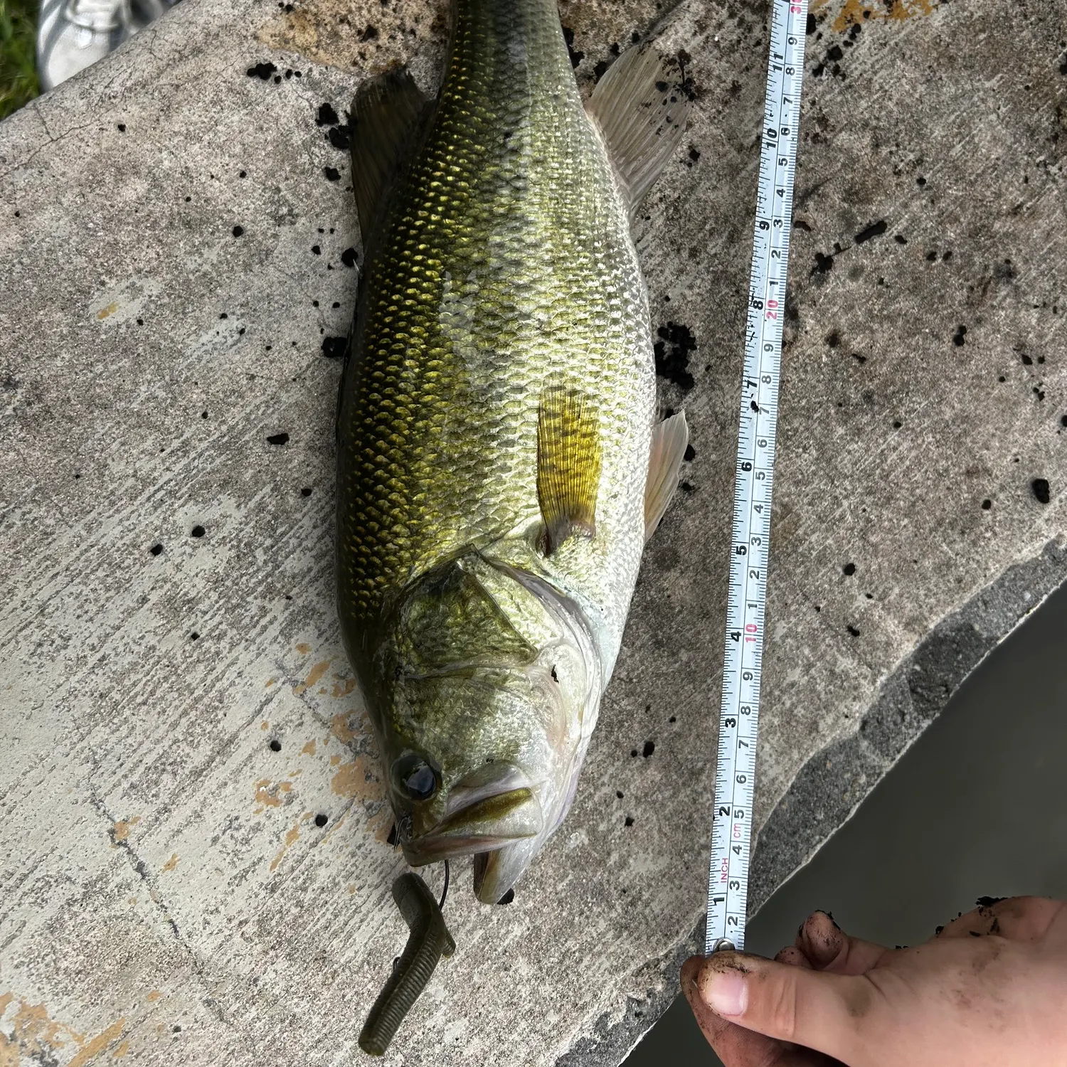 Largemouth bass caught on Fishbrain
