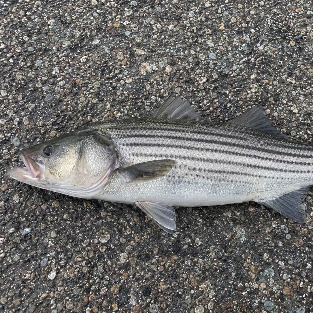 Striped bass caught on Fishbrain