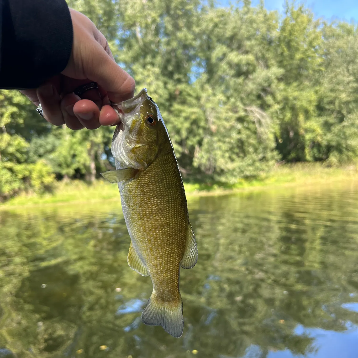 Smallmouth bass caught on Fishbrain