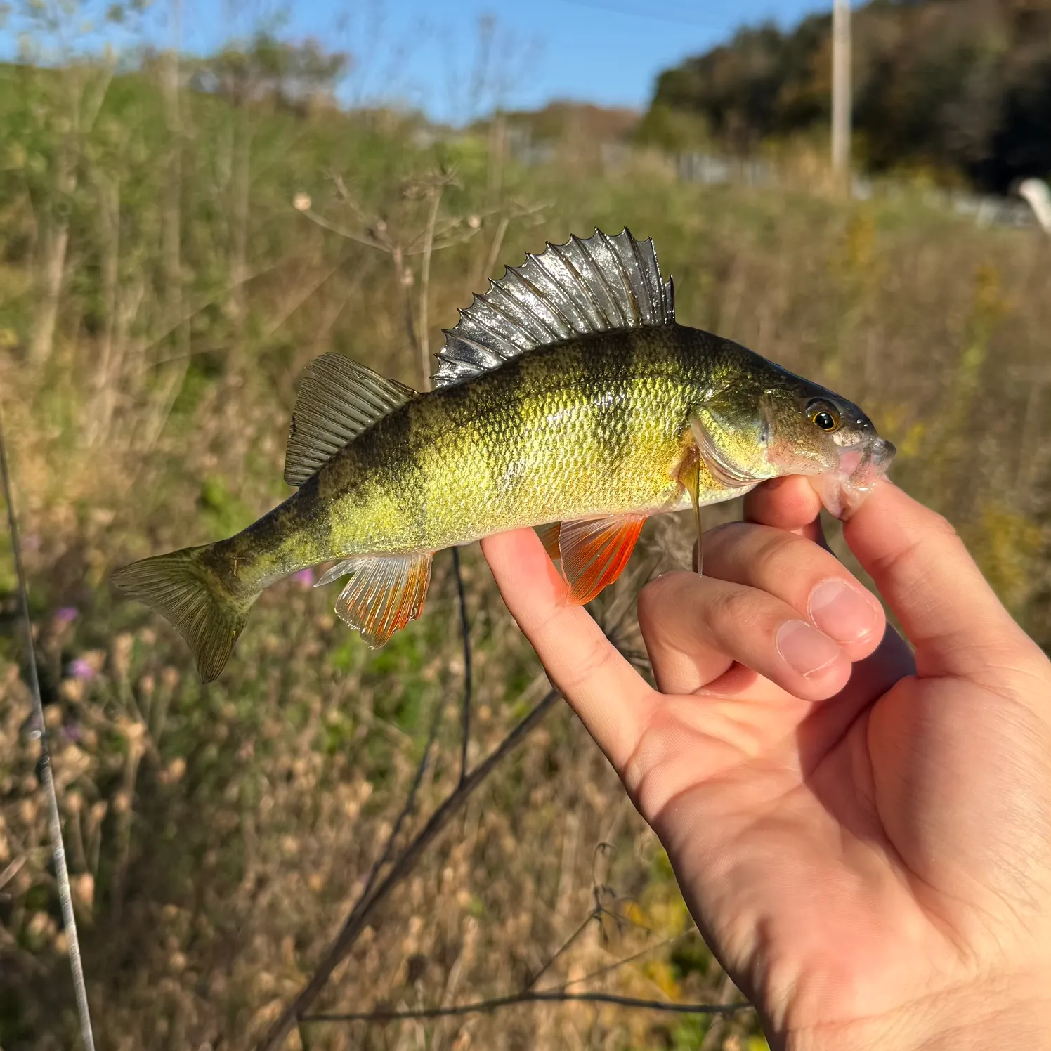Yellow perch caught on Fishbrain