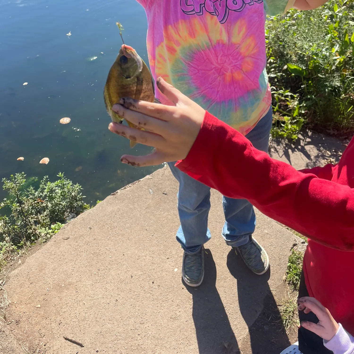 Bluegill caught on Fishbrain