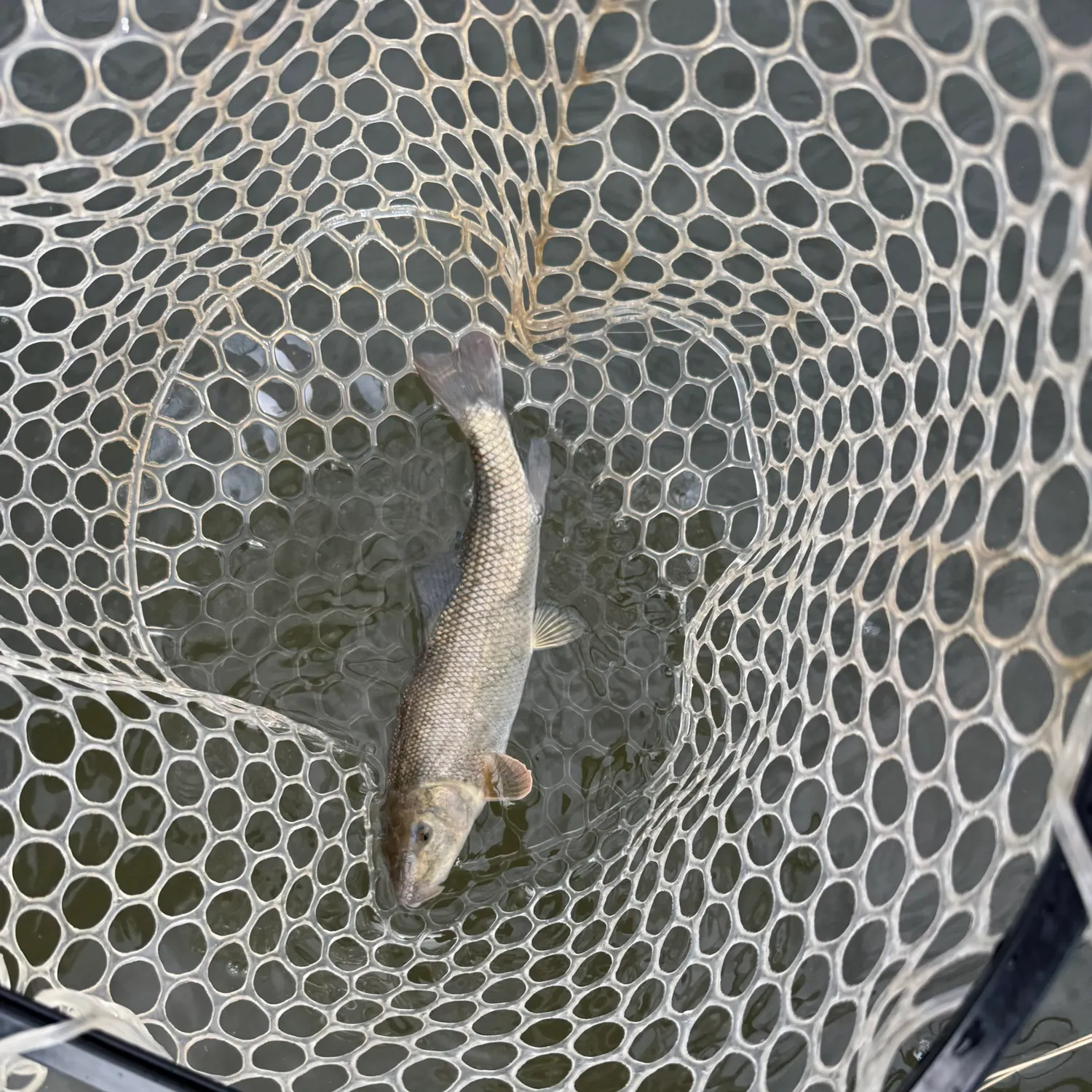 The most recent White sucker catches on Fishbrain