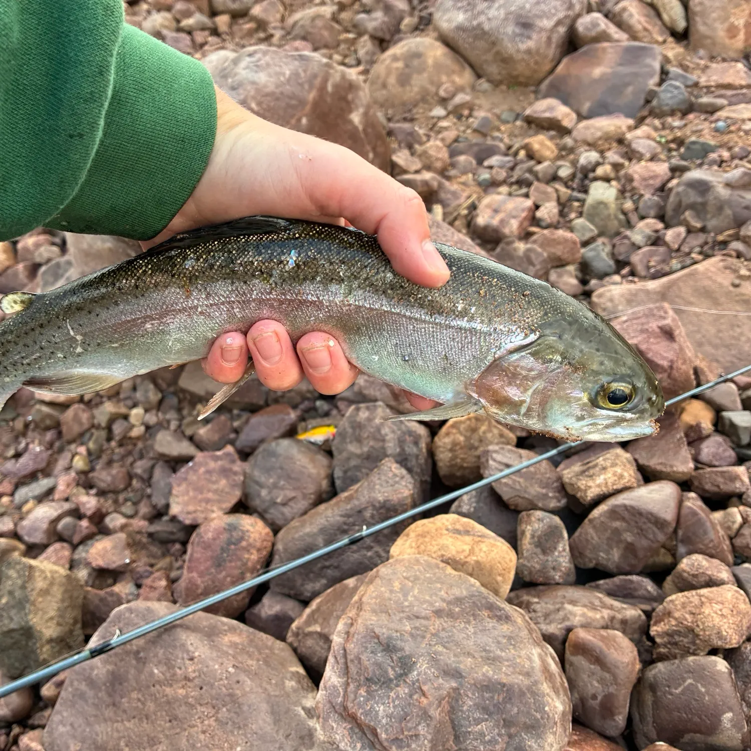 Rainbow trout caught on Fishbrain