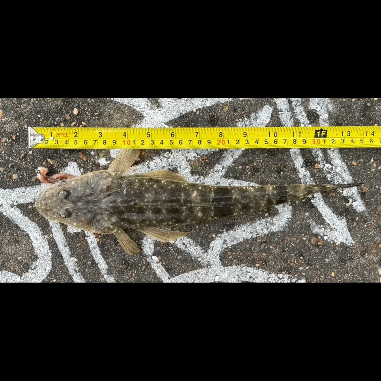 The most recent Fringe-eyed flathead catches on Fishbrain