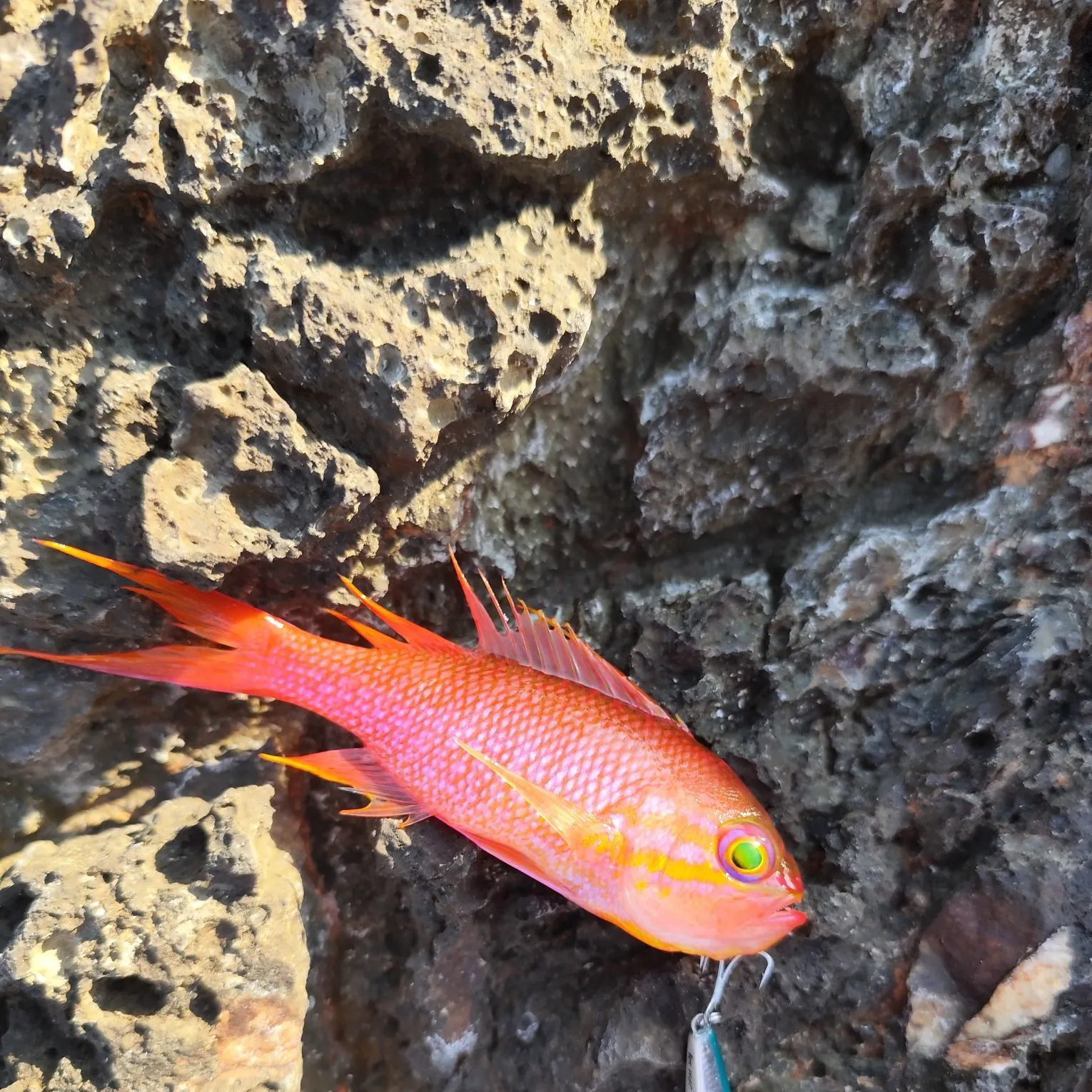 The most recent Swallowtail seaperch catches on Fishbrain