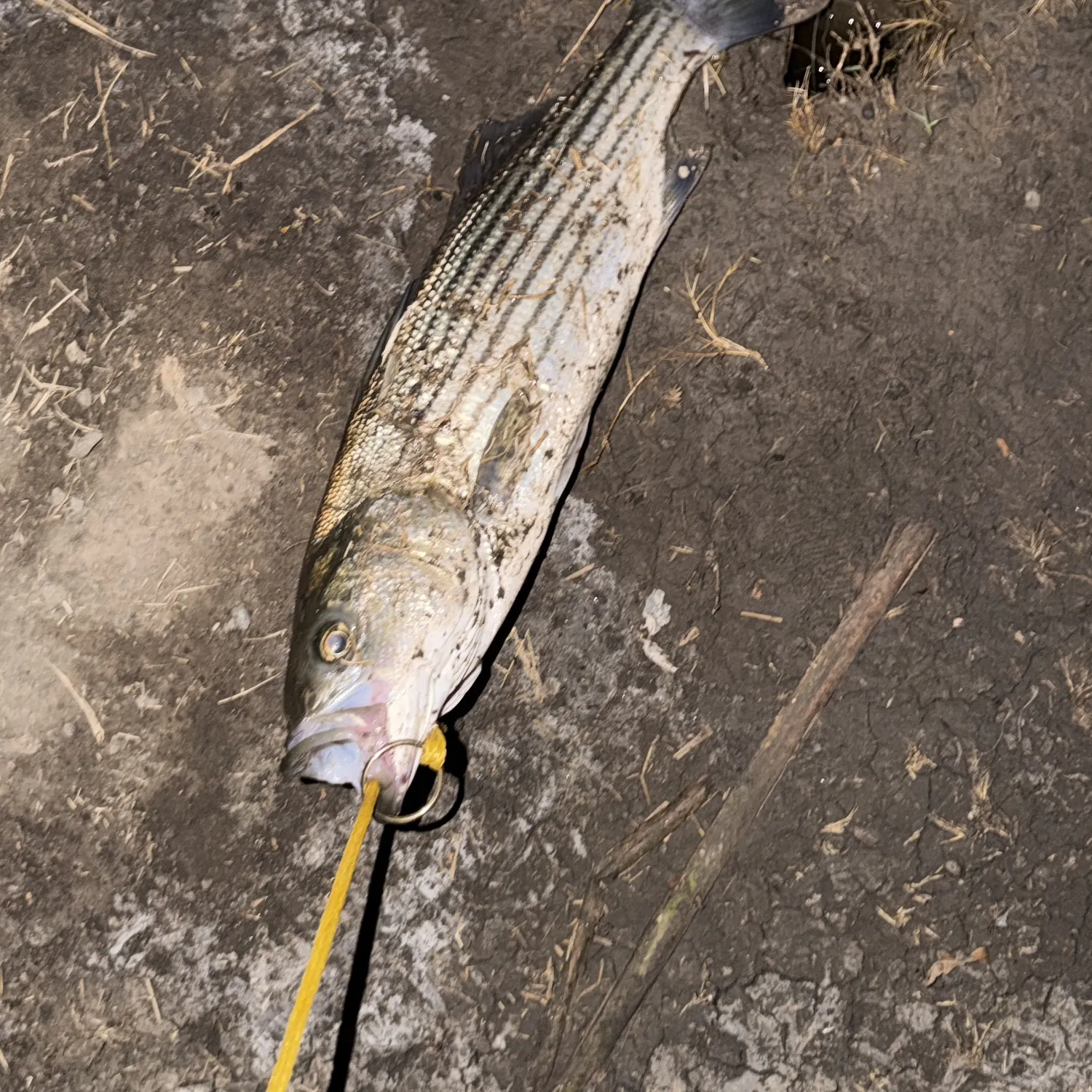 Striped bass caught on Fishbrain