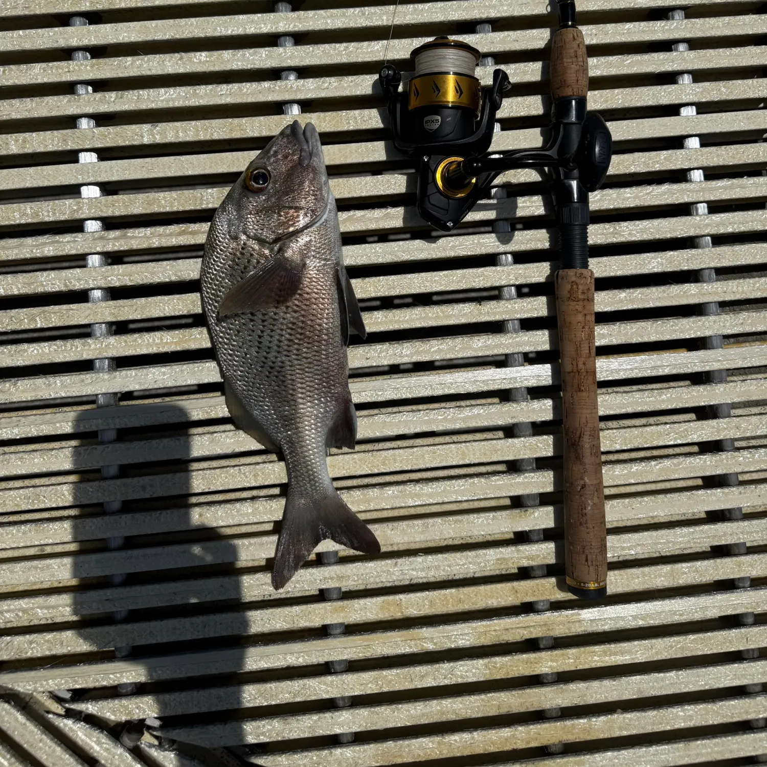 The most recent Sailor's choice grunt catches on Fishbrain