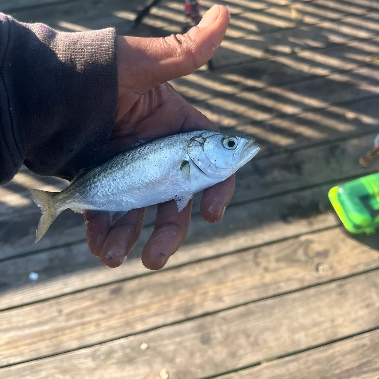 Fish caught on Fishbrain