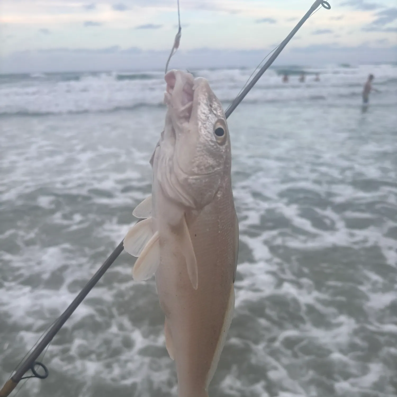 The most recent Gulf kingcroaker catches on Fishbrain
