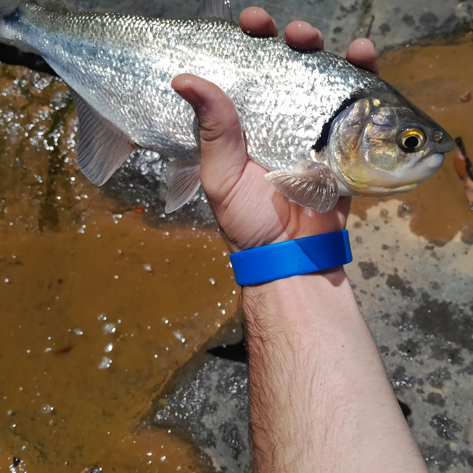 Machaca caught on Fishbrain