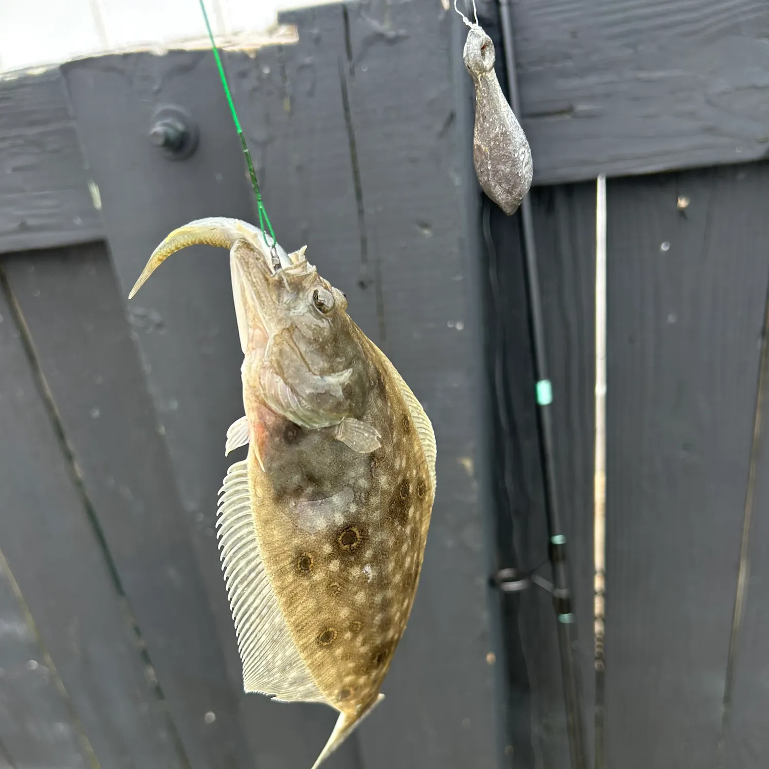 Summer flounder caught on Fishbrain