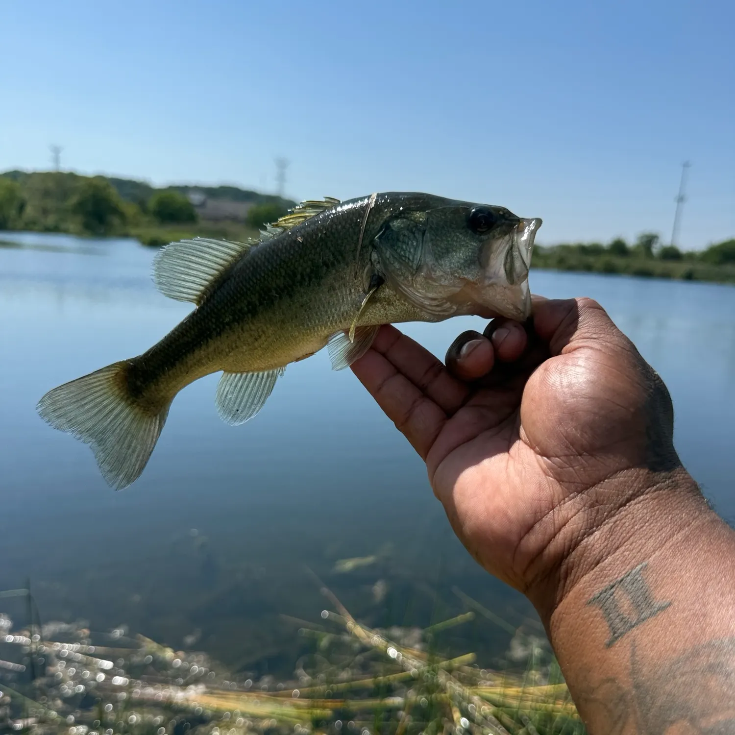 Largemouth bass caught on Fishbrain