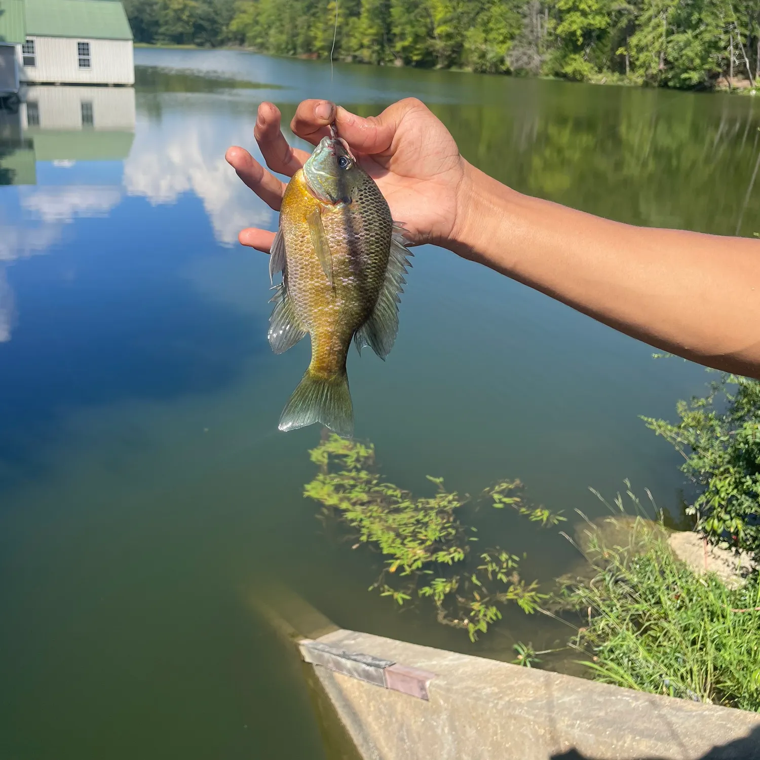 Bluegill caught on Fishbrain