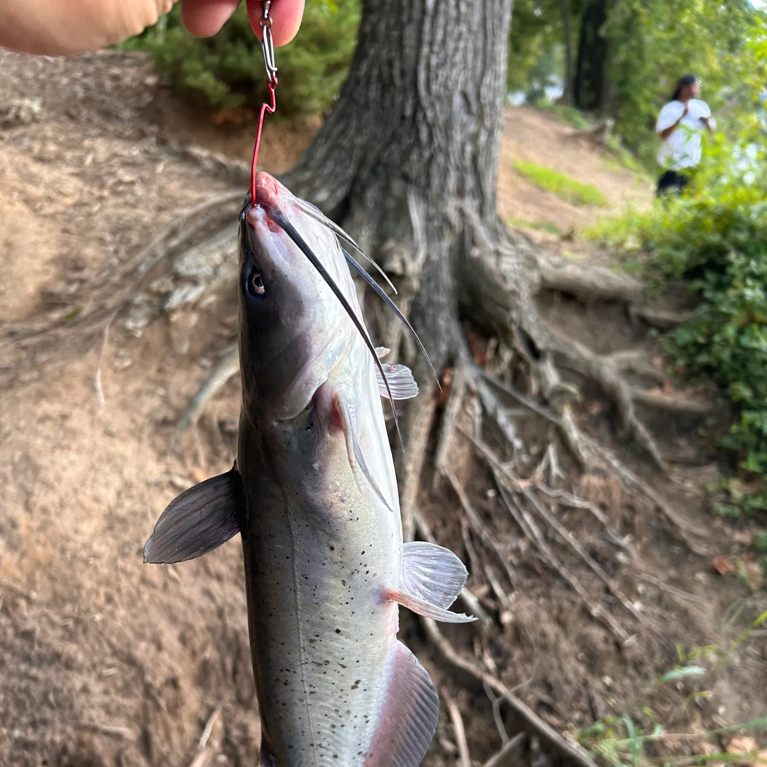 Channel catfish caught on Fishbrain