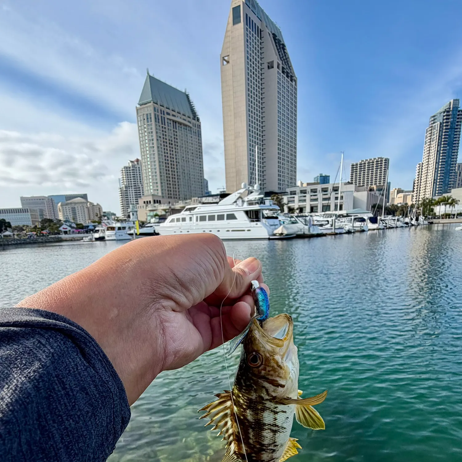 The most recent Kelp bass catches on Fishbrain