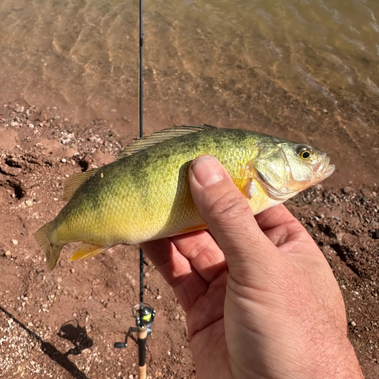 Yellow perch caught on Fishbrain