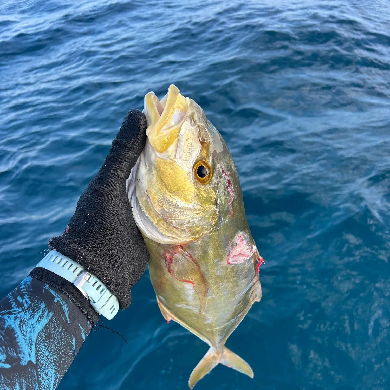 The most recent Yellow jack catches on Fishbrain