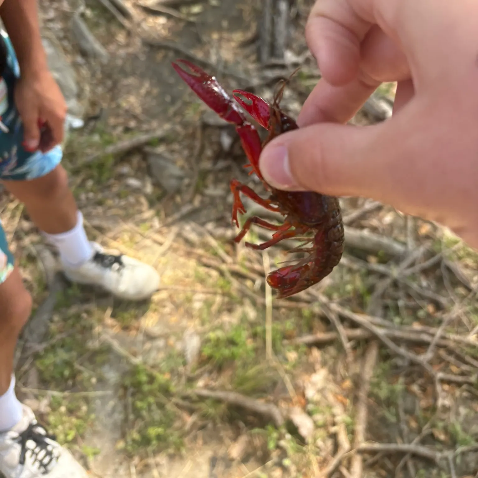 The most recent Red swamp crayfish catches on Fishbrain