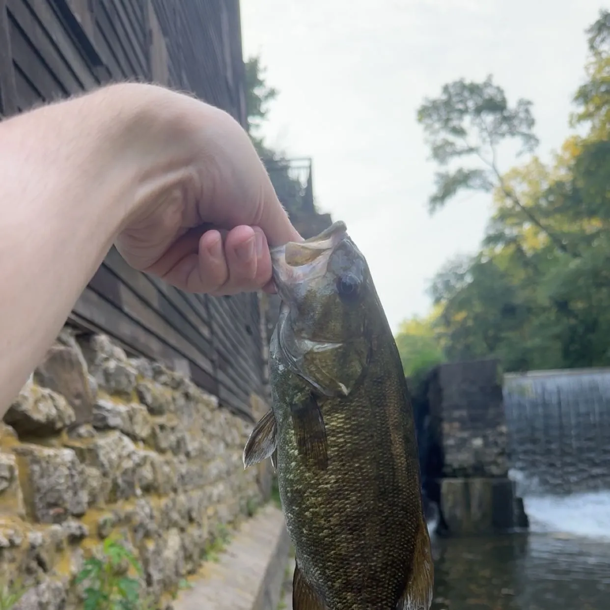 Smallmouth bass caught on Fishbrain