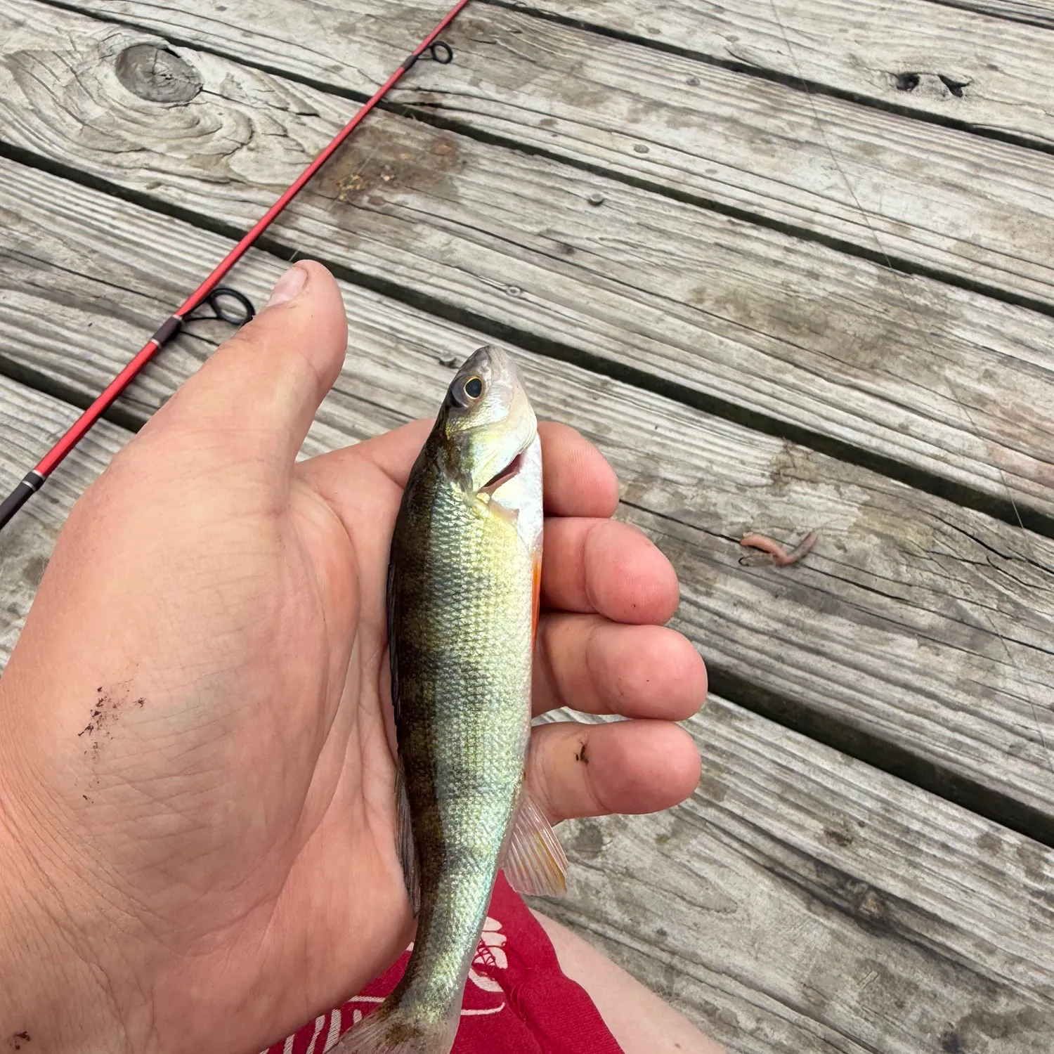Yellow perch caught on Fishbrain