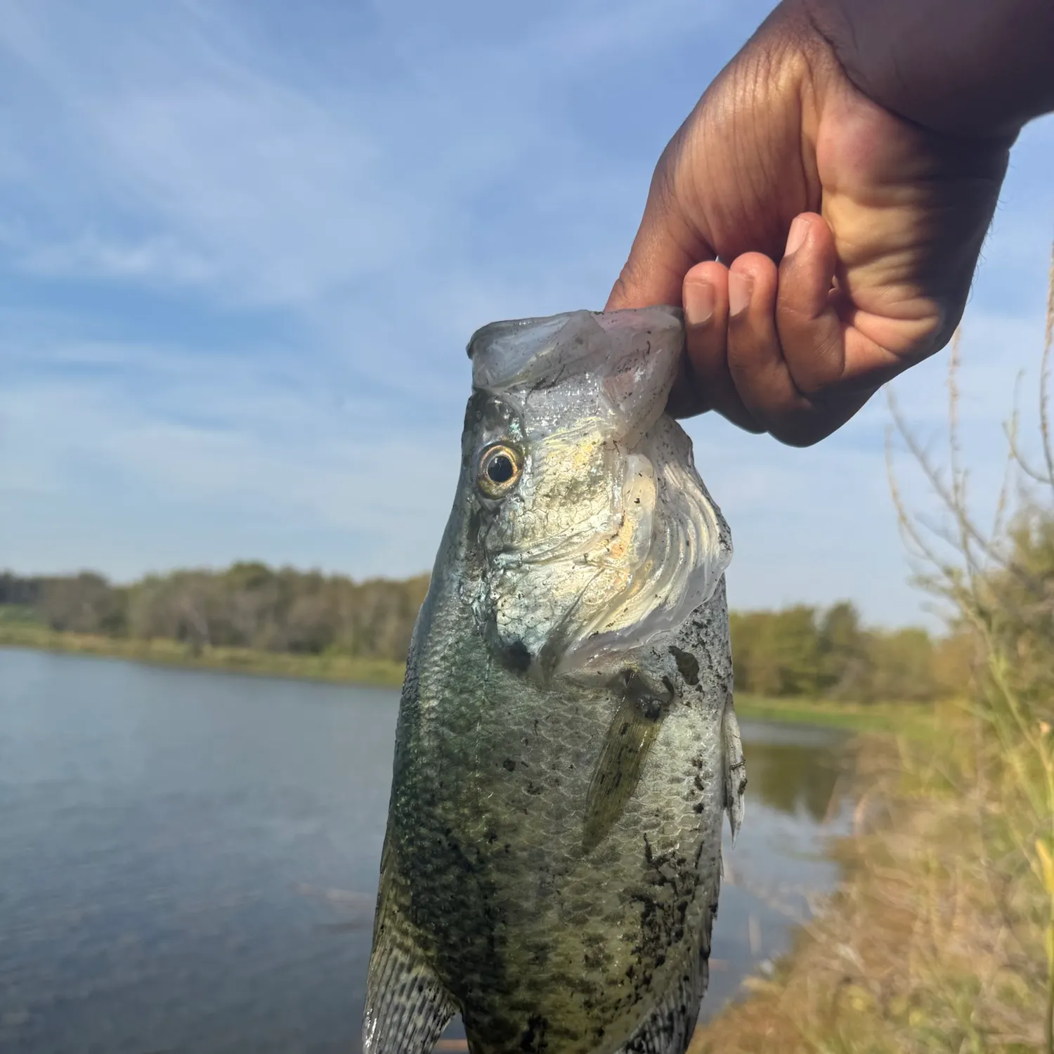 White crappie caught on Fishbrain