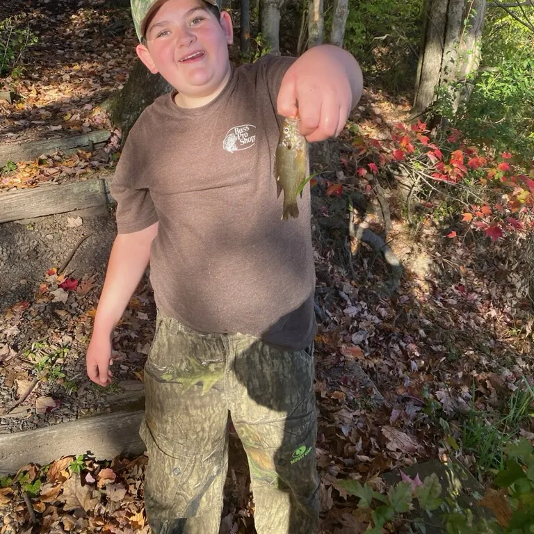 Greengill hybrid caught on Fishbrain